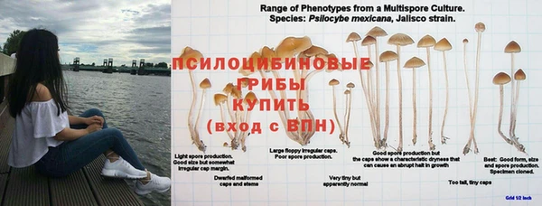 прущие грибы Абдулино
